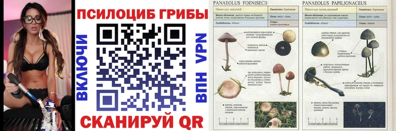 Галлюциногенные грибы Psilocybe Кочубеевское